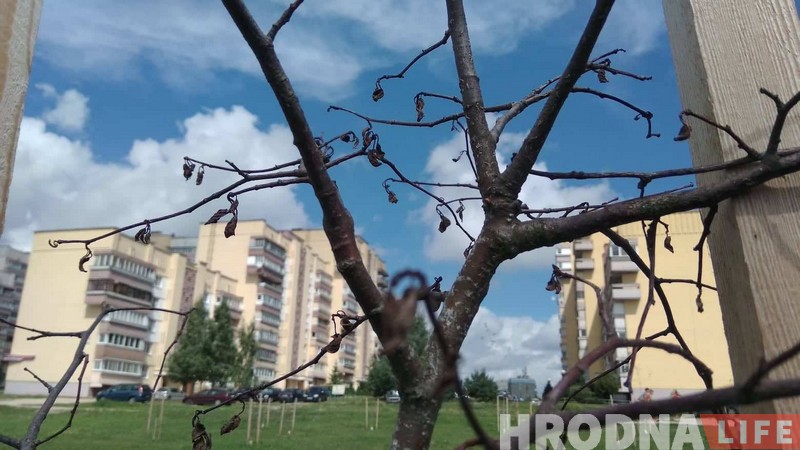 Посадили и забыли. Что случилось с юбилейной аллеей Ленинского района