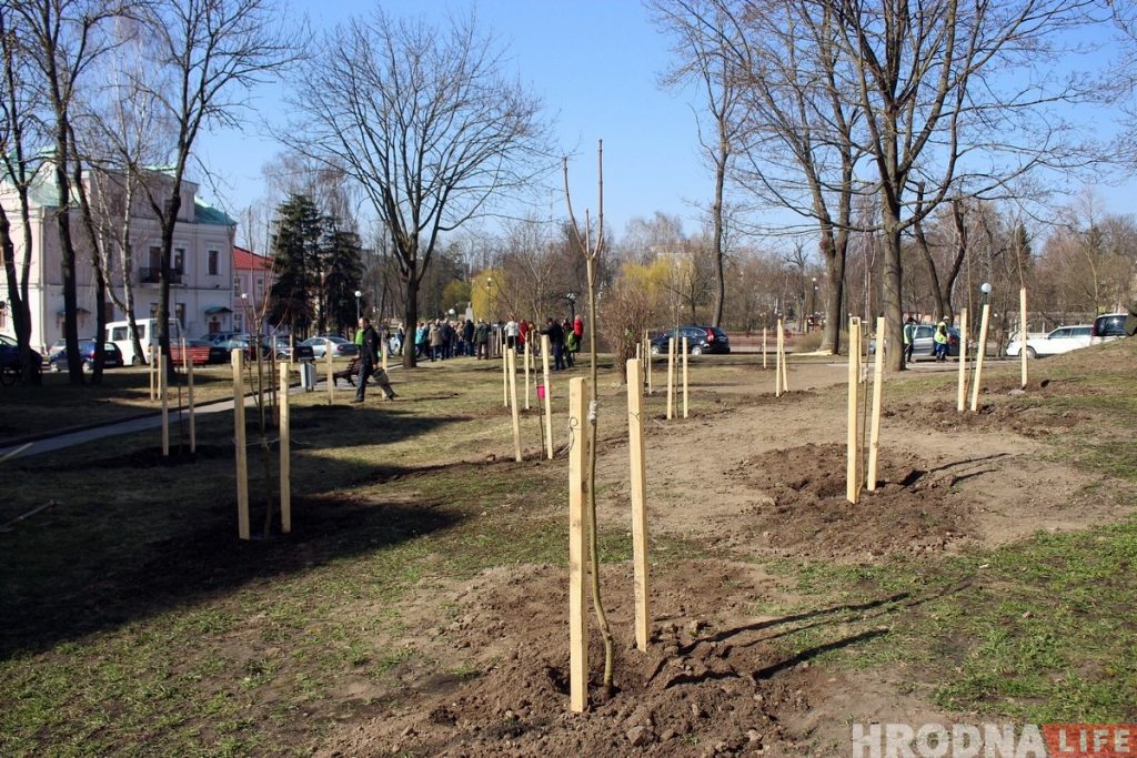 В центре Гродно заложили новый сквер из 30 кленов