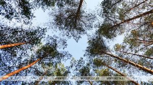 Неделя леса пройдет в Беларуси 13-20 апреля. Поучаствовать может каждый