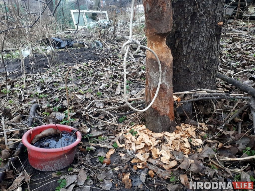 В центре Гродно появились бобры. На них стали охотиться