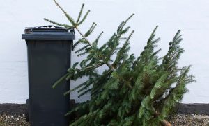 Коммунальщики Гродно предлагают вынести новогодние елки, чтобы их могли переработать. Когда?