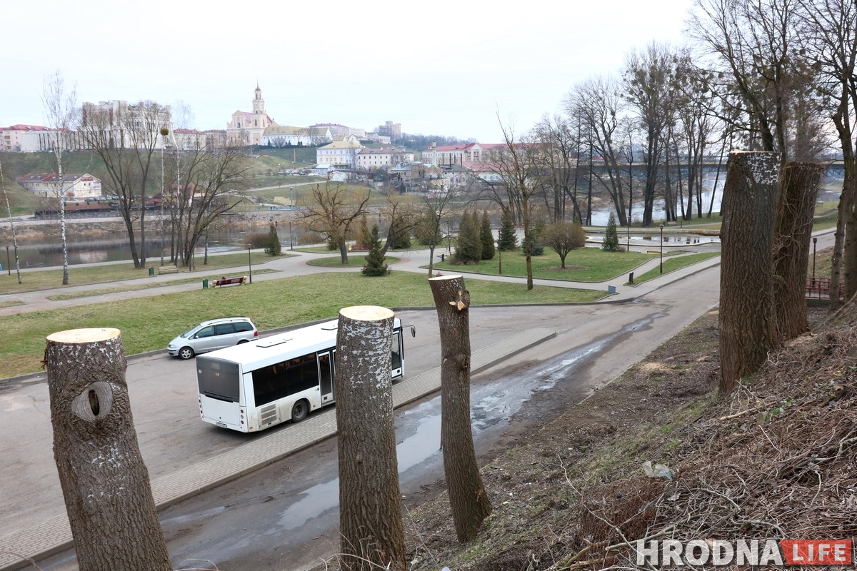 Участак з відам на замкі: навошта на Леванабярэжнай спілавалі старыя таполі?