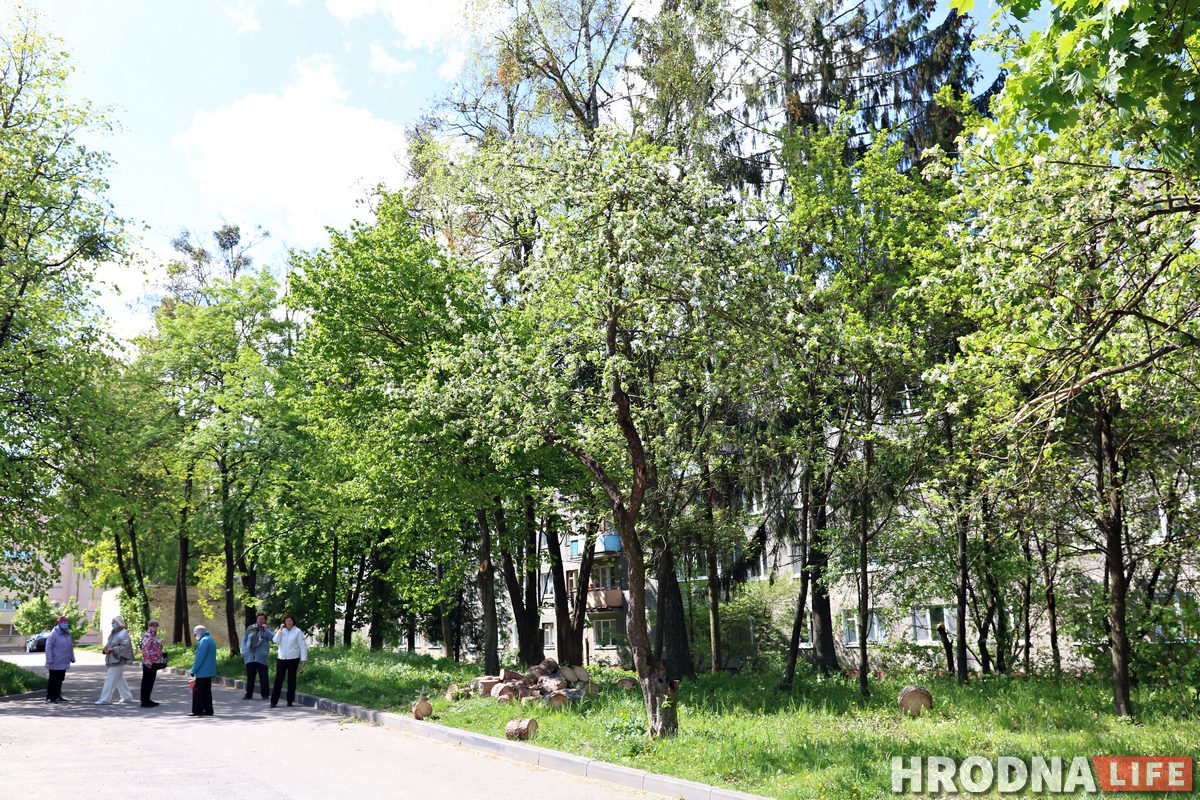 «Гэта наш раён і нашы дрэвы». Жыхары Горкага незадаволеныя высечкай у двары