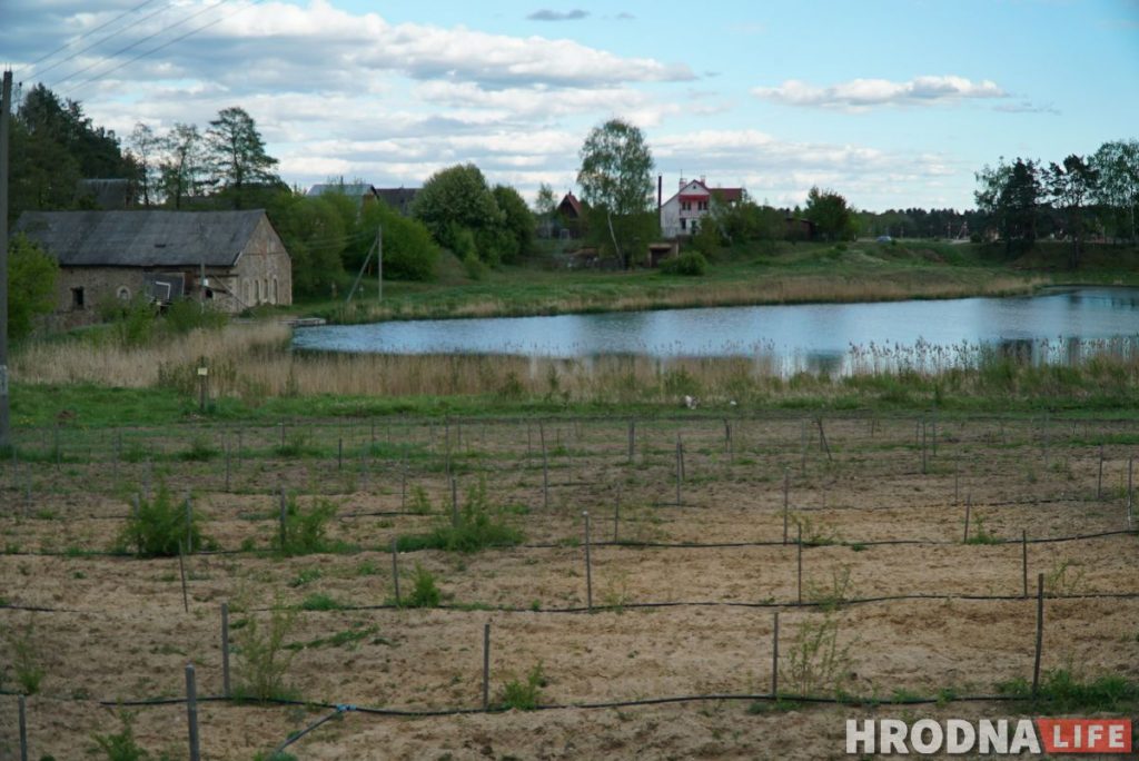 Злавіў хайп і стаў фермерам. Праграміст з Гродна закопвае грэчку ў зямлю і вырошчвае ягады годжы
