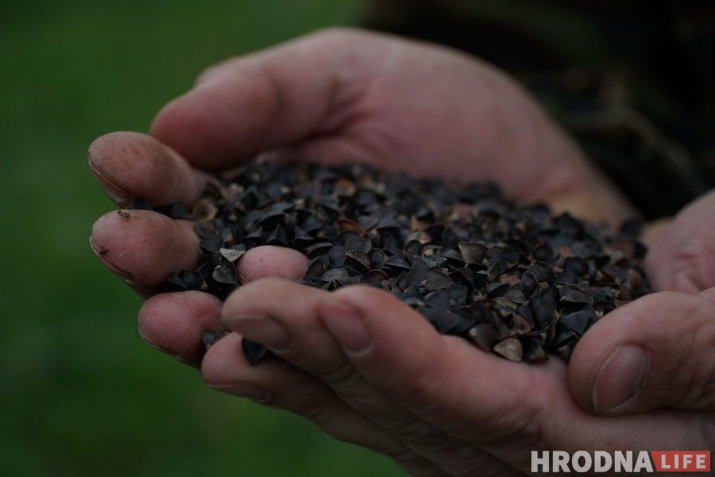 Злавіў хайп і стаў фермерам. Праграміст з Гродна закопвае грэчку ў зямлю і вырошчвае ягады годжы