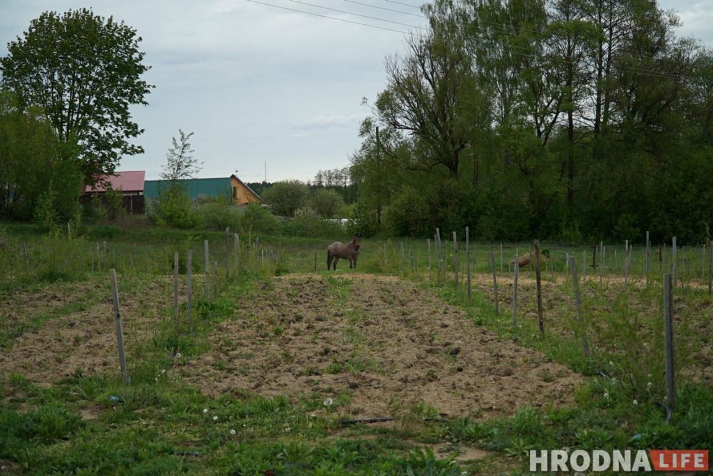 Злавіў хайп і стаў фермерам. Праграміст з Гродна закопвае грэчку ў зямлю і вырошчвае ягады годжы