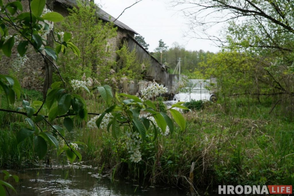 Злавіў хайп і стаў фермерам. Праграміст з Гродна закопвае грэчку ў зямлю і вырошчвае ягады годжы