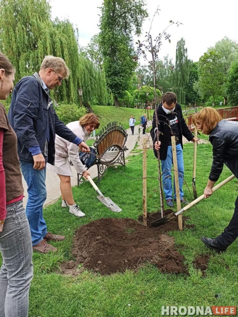 Журналісты пасадзілі вербы, а галоўны архітэктар - ягадную яблыню. У парку Жылібера з'явіліся новыя дрэвы