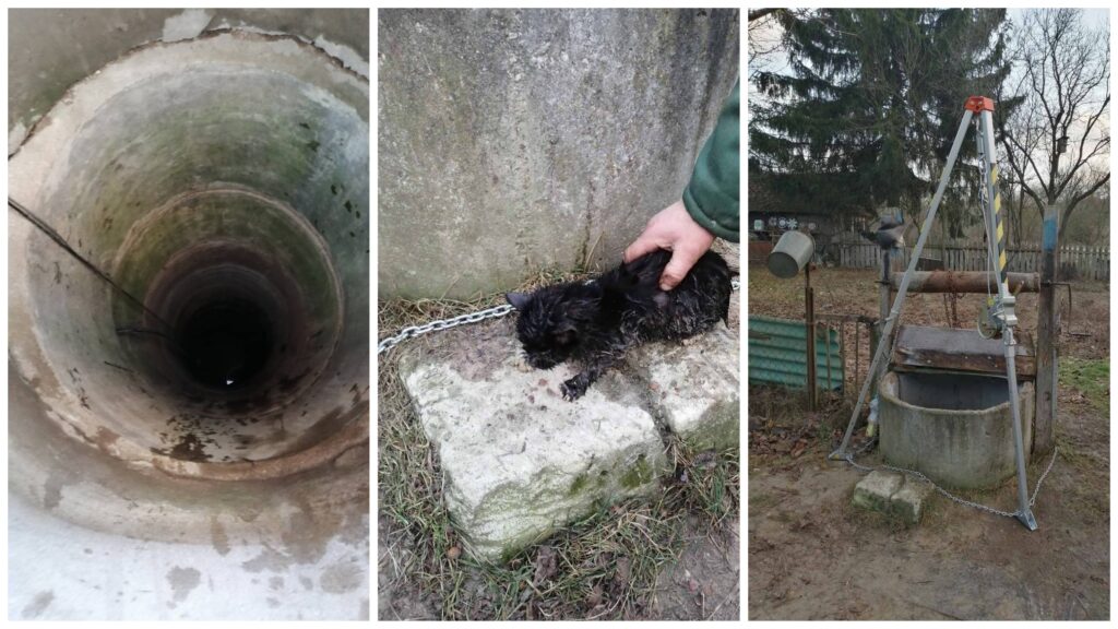 Спасатели достали из глубокого колодца бездомного котенка в Гродненской области