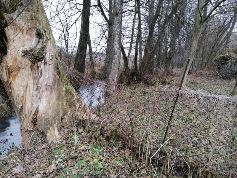 Гродненскую форель хотят охранять в рамках международного проекта. Что сейчас с реками под Гродно, где ее ловили руками