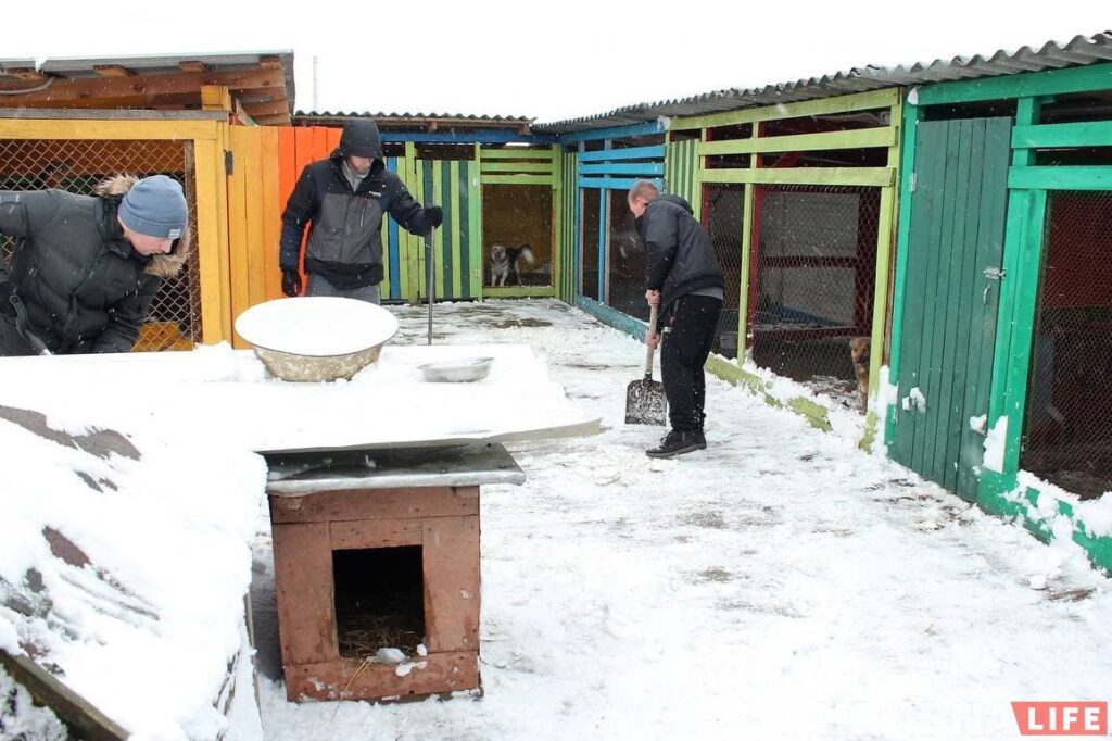 Домик для бездомных собак в Гродно засыпало снегом: волонтеры просят о помощи
