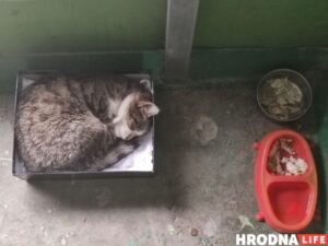 Как помочь бездомному животному и не навредить себе?