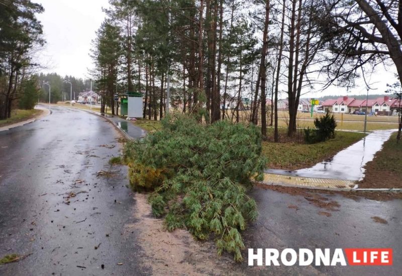 Без электричества осталось восемь населенных пунктов. Что сильный ветер еще повредил на Гродненщине
