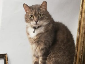 Котка Соня з галерэі Тызненгаўза