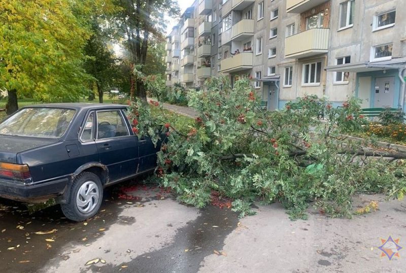 Шквалистый ветер в Гродненской области ломал деревья - МЧС выезжало их убирать