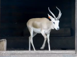Гродненский зоопарк. Животные.