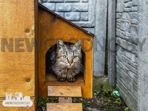 Домик для котов под Гродно. Фото: NewGrodno.by