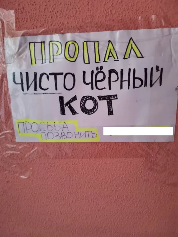 Гродненка потеряла “чисто черного” кота — неравнодушные его вернули 