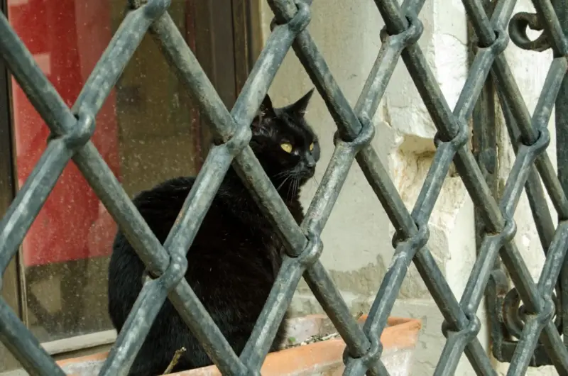 кот в тюрьме