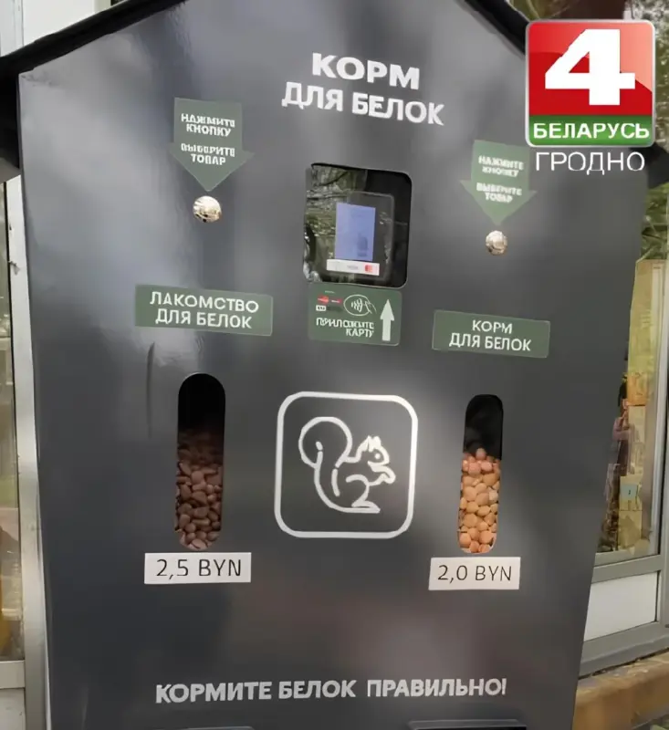 В парке Жилибера в Гродно появились белки: им можно дать корм из автоматов