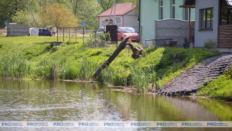 Возера каля Гродна акупіравалі бабры. Жывёл хочуць перасяліць