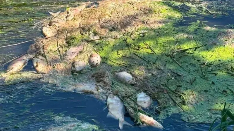 Жители Лидского района снова жалуются на загрязнение Дитвы. Раньше о проблеме говорил и Витольд Ашурок 