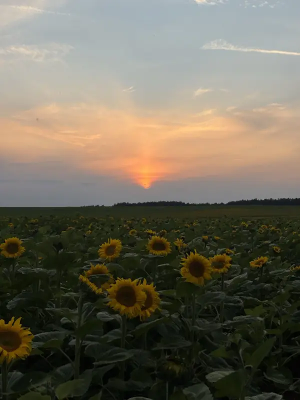 Под Гродно зацвели подсолнухи. Как провести фотосессию, чтобы не получить штраф? 
