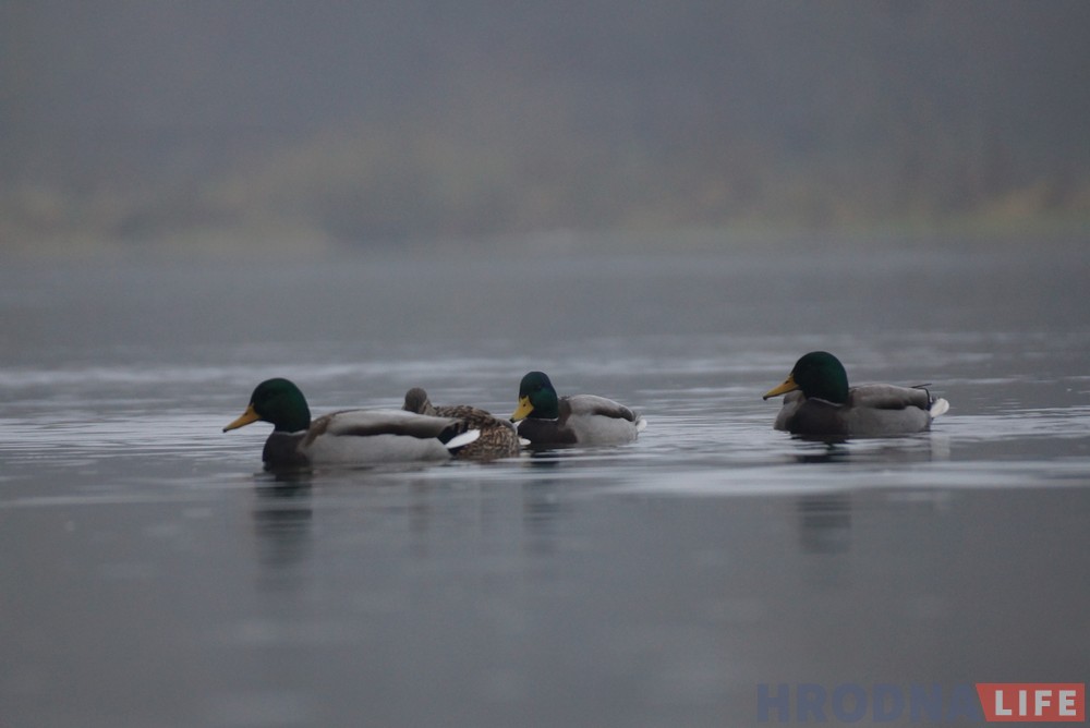 image00006