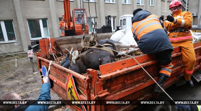 У Гродне з дапамогай крана ратавалі лася які праваліўся ў яму