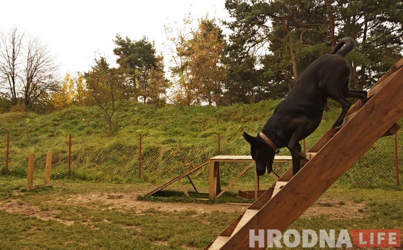 “Не забаўка і не дзіця”. Як выхаваць сабаку-кампаньёна на карысць сабе і людзям
