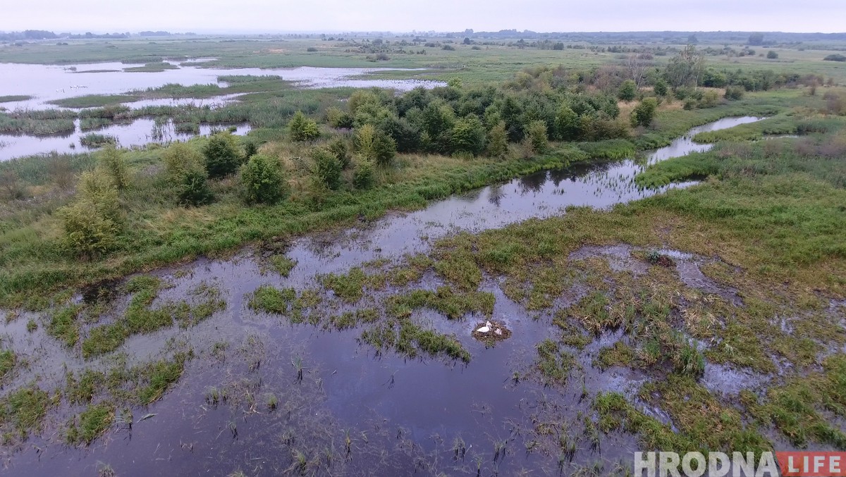 "Калі за птушкамі, то вам - сюды". Як гродзенскі арнітолаг пасылае ўсіх у балота (+дрон-відэа)