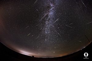 Маленькі свет на макрафота. Выстава Сяргея Саковіча пакажа, як з мухі зрабіць слана