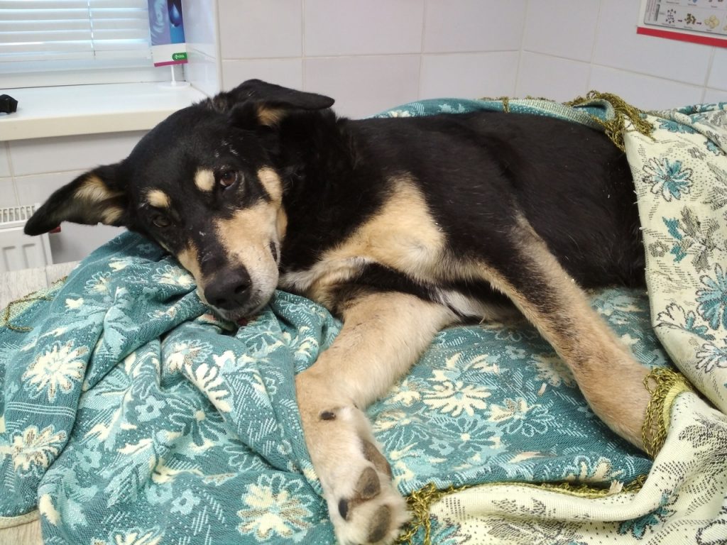 У Гродне выкінулі сабаку з чацвёртага паверху. Шукаюць сведкаў інцыдэнту і новых гаспадароў для жывёлы