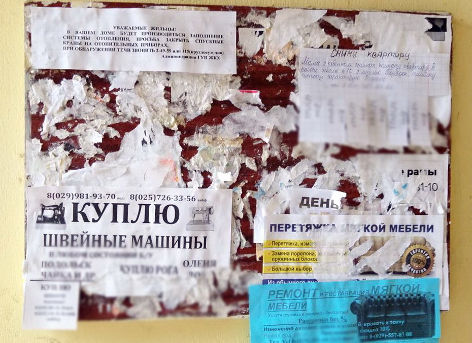 Слонимчанка написала заявление в милицию на службу отлова за то, что убили её кошку
