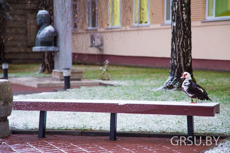К ГрГУ пришел необычный студент