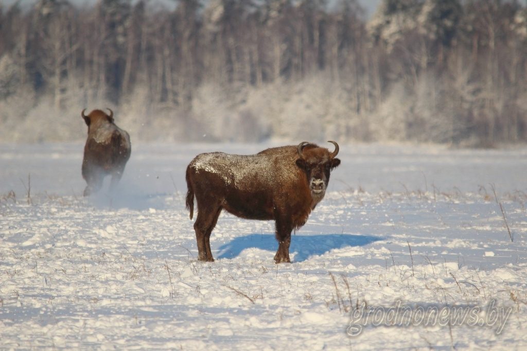 Кіроўцаў, якія наехалі на зубра, не пакараюць. Зуброў плануюць перасяліць