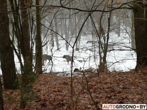 Кацяня-вандроўнік праехала праз усё Гродна ў маторным адсеку. Чым пагражае кот у машыне і як гэтага пазбегнуць?