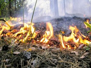 Як не атрымаць штраф за адпачынак у лесе і на вадзе: правілы летняга адпачынку на прыродзе