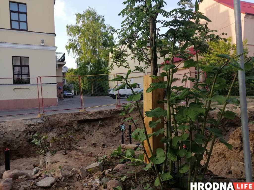 Відэафакт: Ламалі вішню экскаватарам, бо не было пілаў