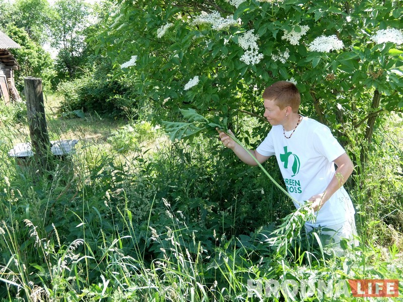 Трава у дома: гродненка 5 лет готовит сорняки и готова поделиться рецептами