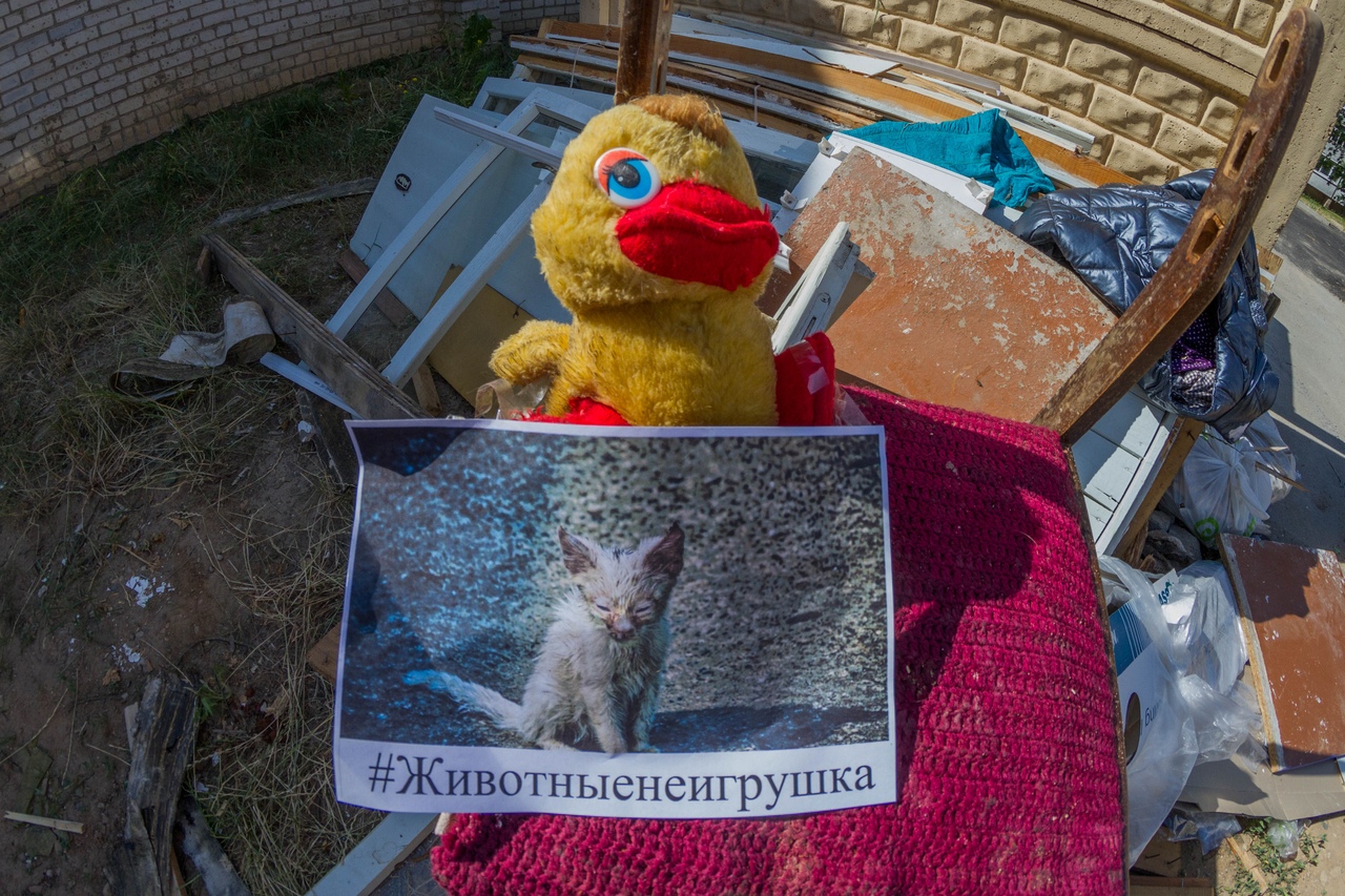 У Гродне выкідваюць на сметніцы плюшавыя цацкі, каб падтрымаць бяздомных жывёл