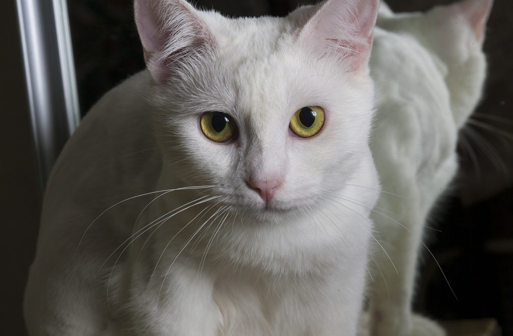 Друзья, которых выбирают. Кот, кошка или две собаки