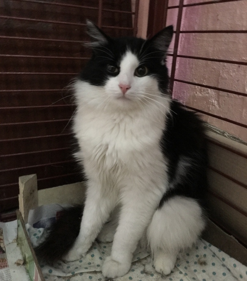Друзья, которых выбирают. Кот, кошка или две собаки