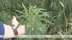 З 10 красавіка ў Гродне ўводзіцца забарона на наведванне лясоў