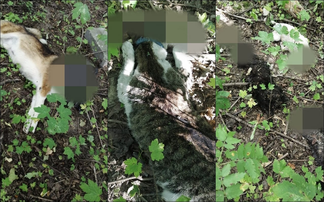 Трупы катоў і сабак знайшлі ў Гродне каля Пункта часовага ўтрымання жывёл