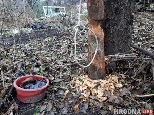 У цэнтры Гродна з'явіліся бабры. На іх пачалі паляванне