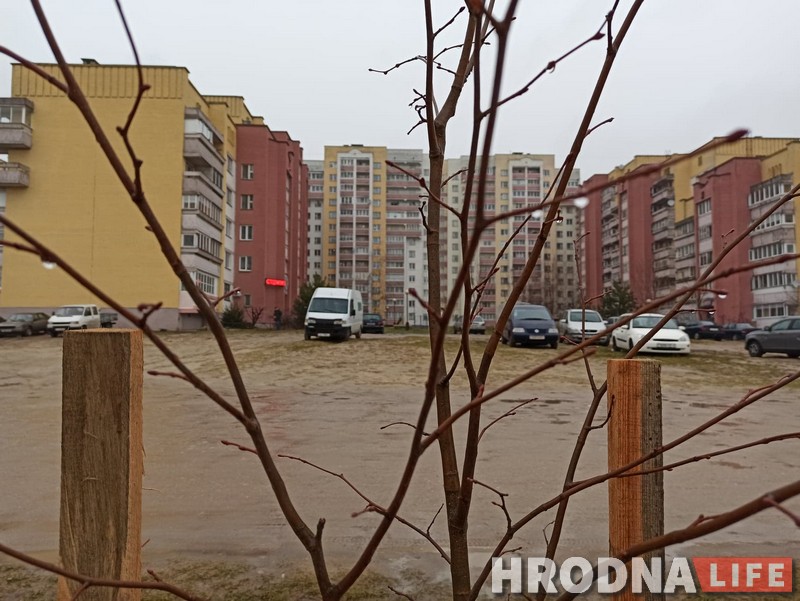 Январь, а в Гродно сажают деревья. Зелянстрой говорит, что все нормально
