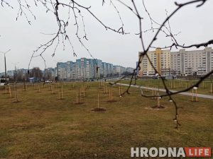 Студзень, а ў Гродне садзяць дрэвы. Зелянстрой кажа, што ўсё нармальна