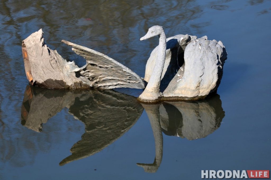 Бронзавы лебедзь у Гараднічанцы зноў "нырнуў". Можа, пара змяніць месца?