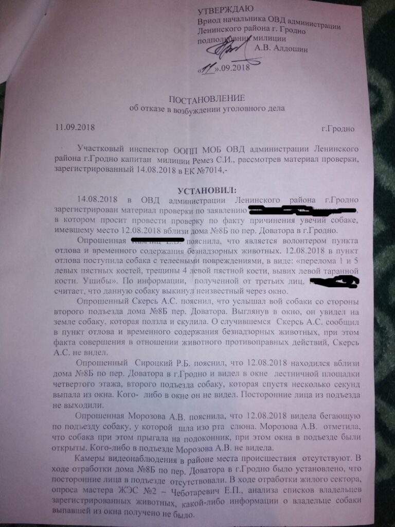 Падарожжа Грэя: як сабака выпаў з акна ў Гродна і рыхтуецца пераехаць у ЗША